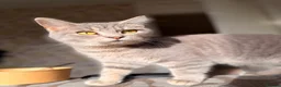 American Shorthair cats for stud: Beautiful Female Cat - Stud Grantham  - Advert 2