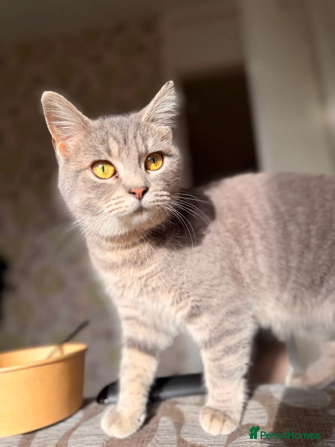 American Shorthair cats for stud: Beautiful Female Cat - Stud Grantham  - Advert 2