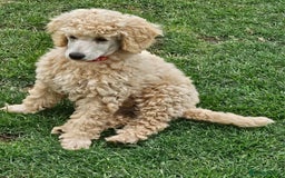 Miniature Poodle dogs for sale: Minatare Poodle Ready Now - Image 15