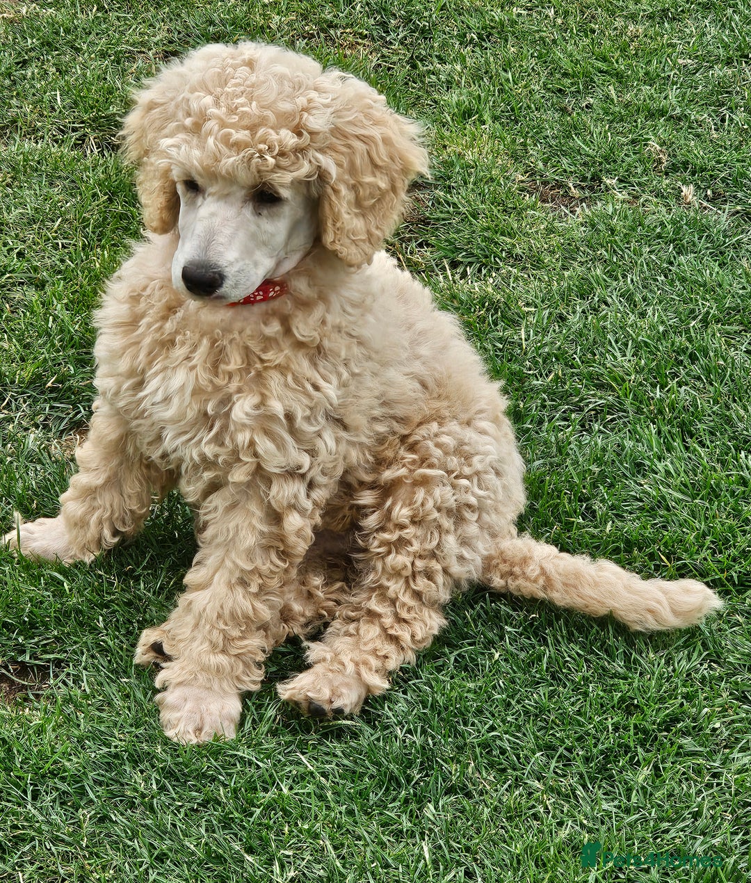 Miniature Poodle dogs for sale: Minatare Poodle Ready Now - Image 15