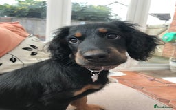 Cockapoo dogs for sale: Reggie Looking For A New Home  6 yr old Cockerpoo  - Image 20