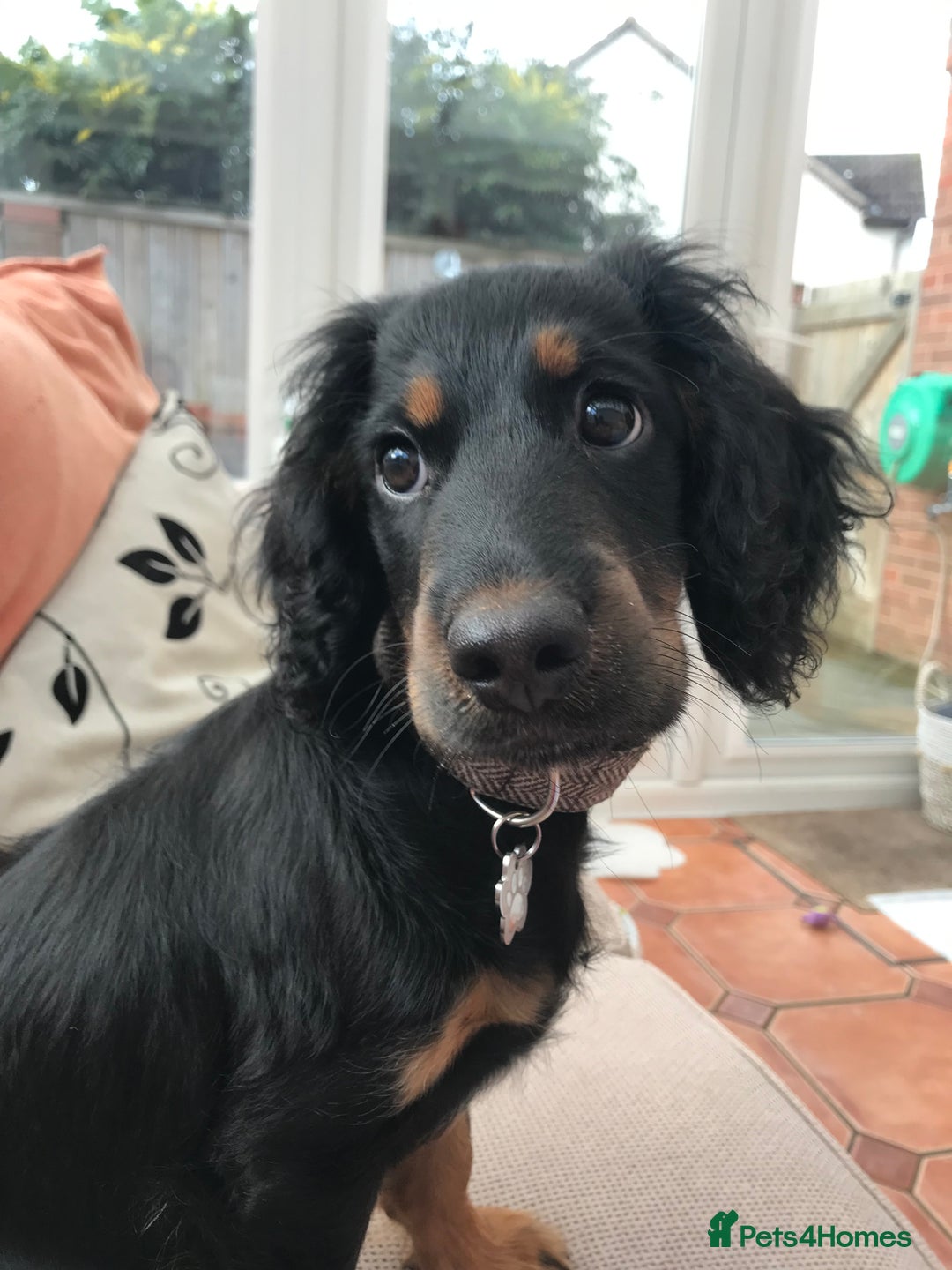 Cockapoo dogs for sale: Reggie Looking For A New Home  6 yr old Cockerpoo  - Image 20