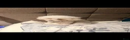 Bichon Frise dogs for sale: Coco lovelydog in Rhyl - Advert 2