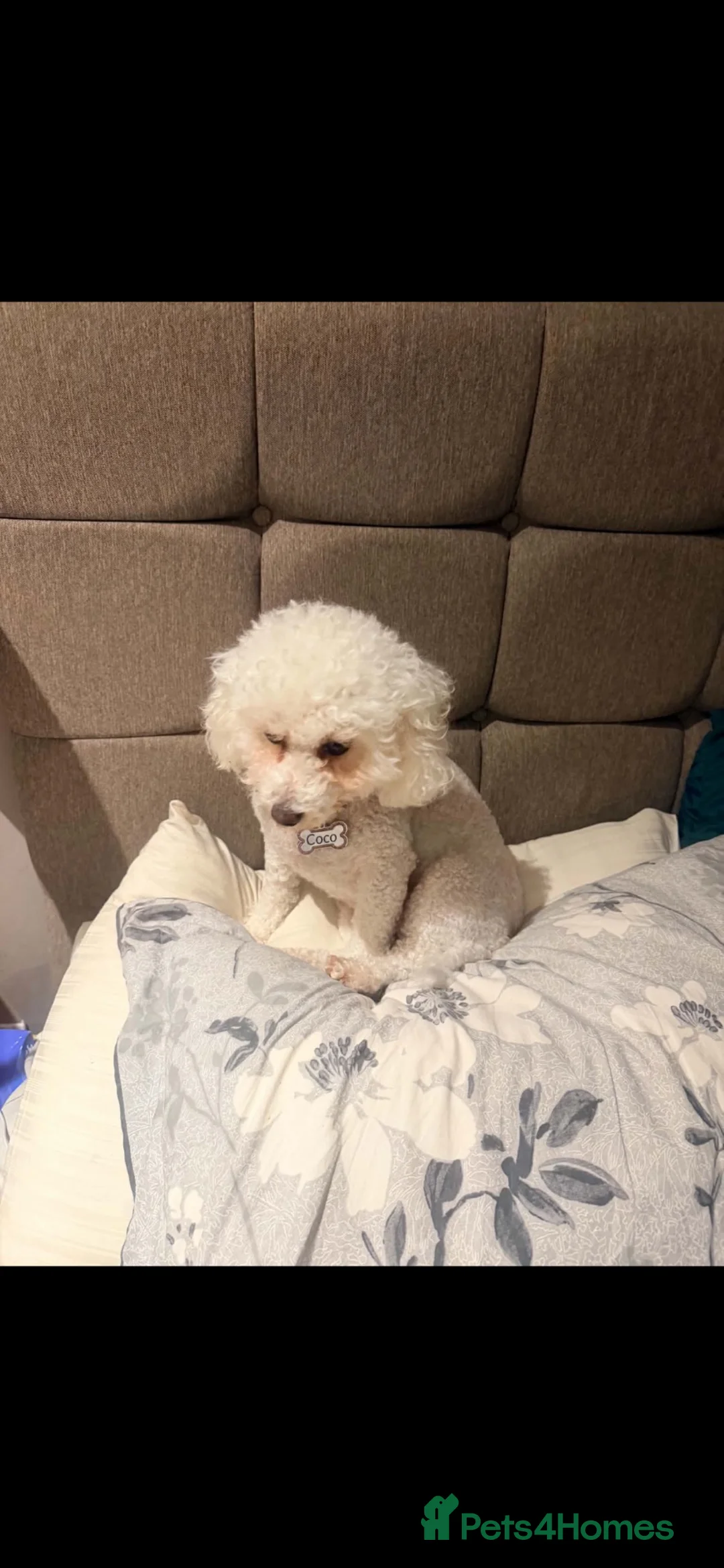 Bichon Frise dogs for sale: Coco lovelydog in Rhyl - Advert 2