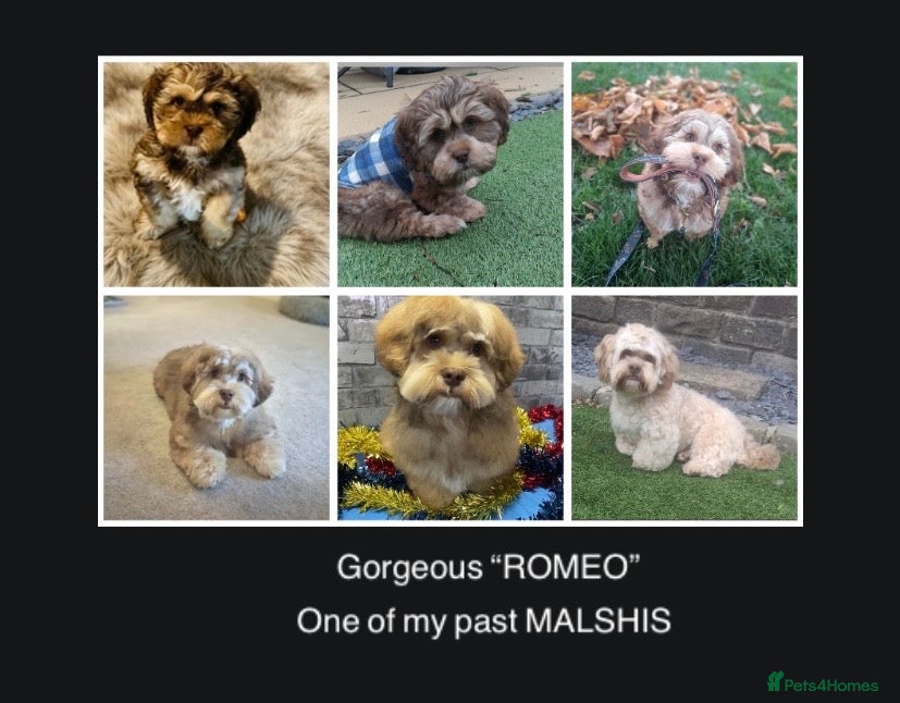Mixed Breed dogs MALSHI-POOS -LOVELY FAMILY PET /COMPANION DOGS - Advert 2