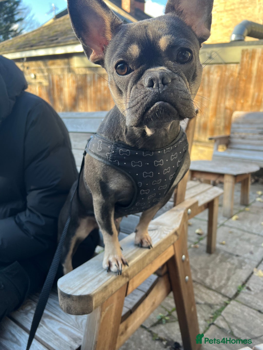 French Bulldog dogs for sale: 3 year old French bulldog  - Advert 2