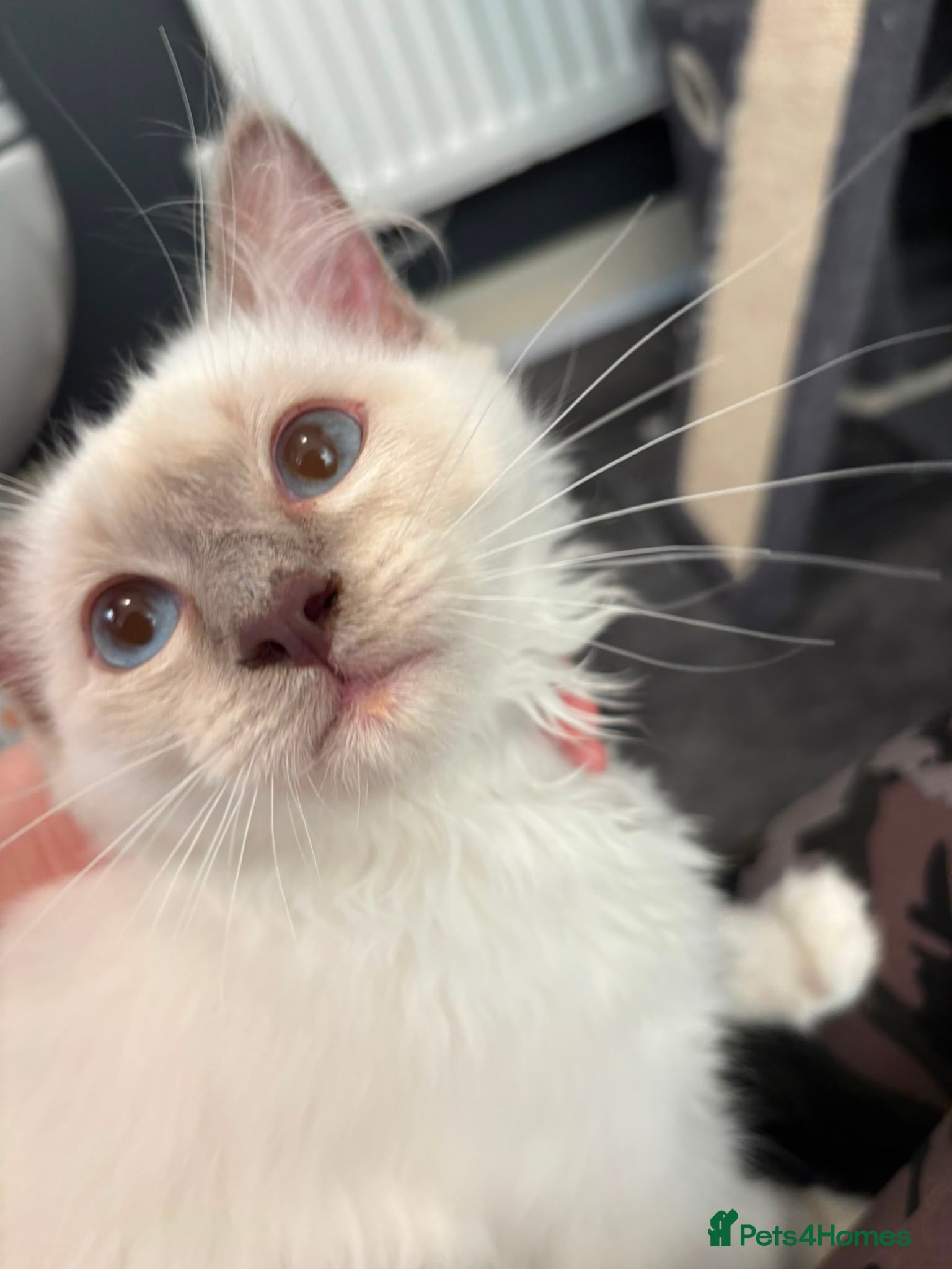 Ragdoll cats TICA Registered Pedigree Lilac Point/Mitted title - Advert 15