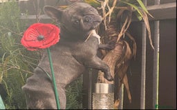 French Bulldog dogs for sale: French bulldog puppies  - Image 2