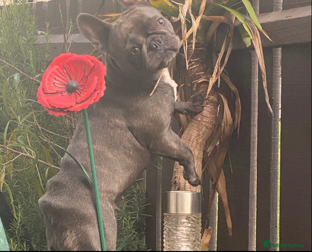 French Bulldog dogs for sale: French bulldog puppies  - Image 2