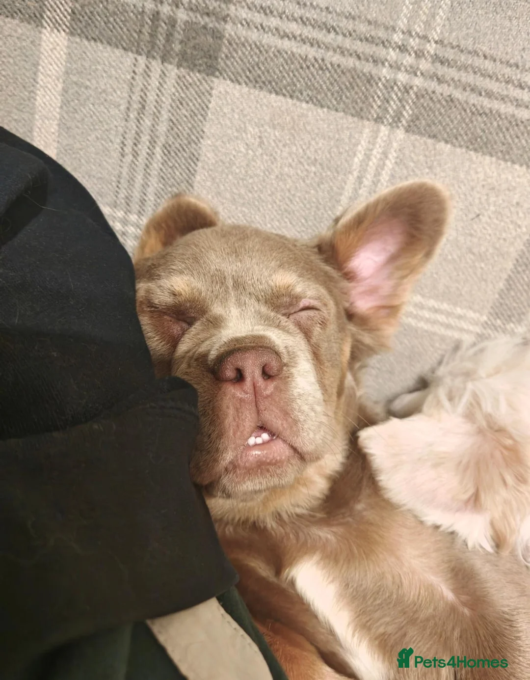 French Bulldog dogs for sale: Female Fluffy French Bulldog  in Dereham - Advert 13
