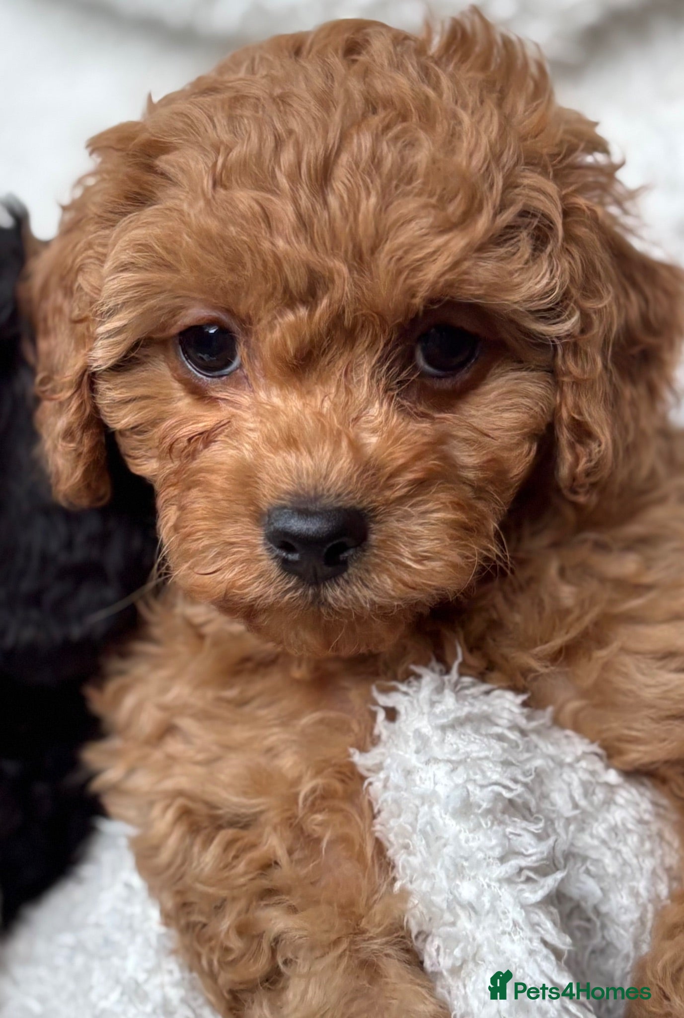 Cavapoo dogs ⭐️5 CAVAPOO’S Ready Now in CHESHIRE⭐️ - Advert 2