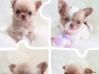 Chihuahua dogs Beautiful lilac chihuahuas - Advert 4