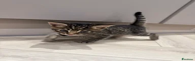 Bengal Kitten 2