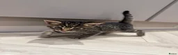 Bengal cats for sale: Bengal mixed kitten - Advert 5