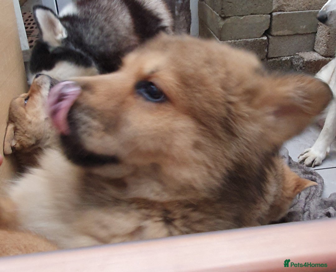 Mixed Breed dogs for sale: Chowsky puppies ready to go chow x siberian husky - Advert 27
