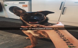 Mixed Breed dogs for sale: Faun  - Image 2