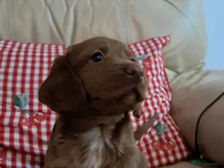 Cockapoo dogs F1B Red and fox red cockapoo litter - Advert 6