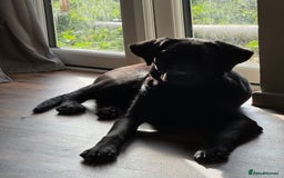 Labrador Retriever dogs for sale: 9 month old male Black Labrador  - Advert 3