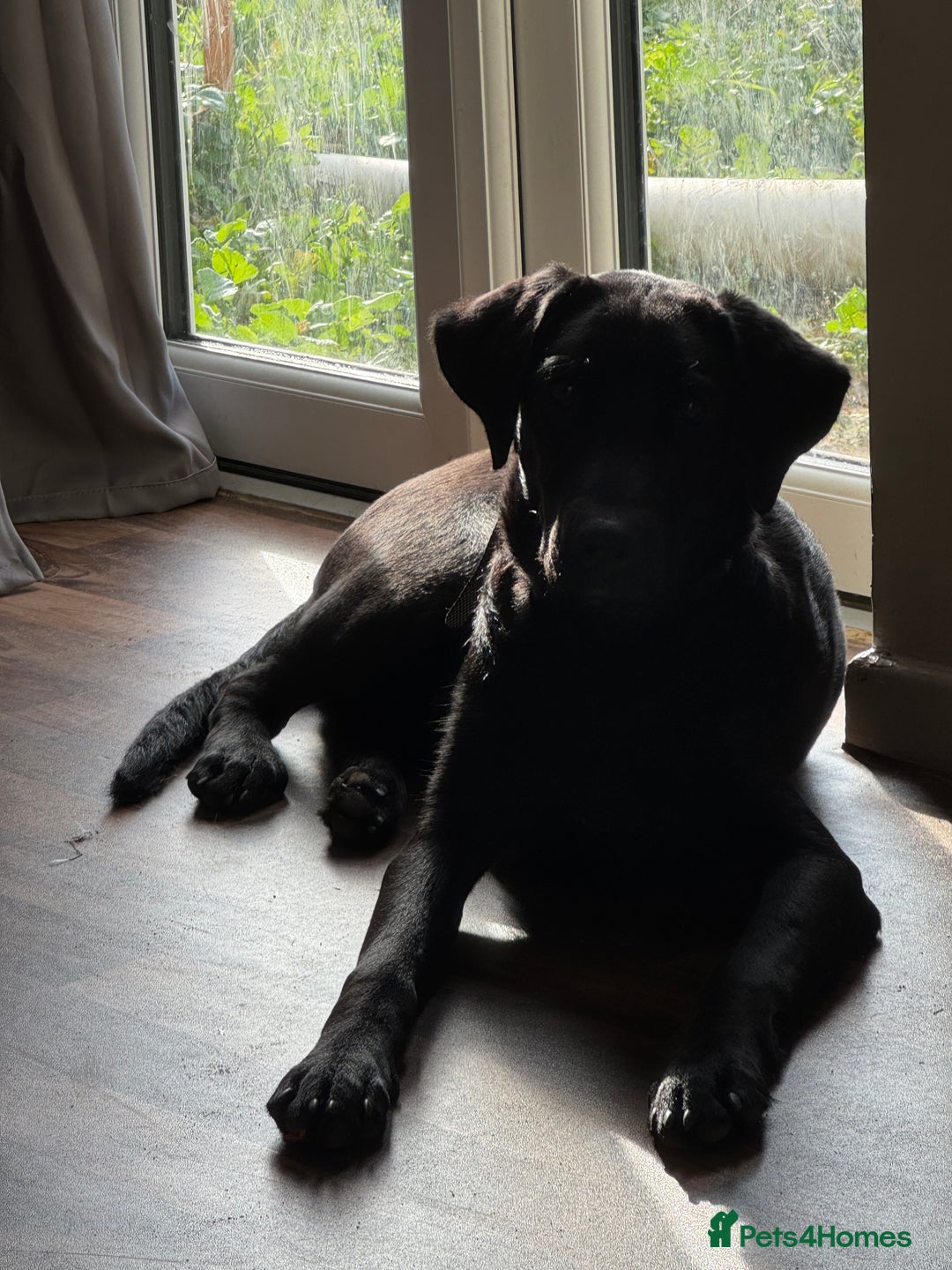 Labrador Retriever dogs for sale: 9 month old male Black Labrador  - Advert 3