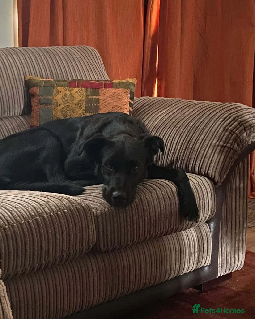 Mixed Breed dogs for adoption: ✨️BEAUTIFUL NOVA ✨️ in Kidderminster - Advert 2