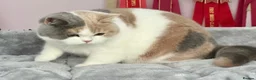 British Shorthair cats for sale: Stunning British Shorthair kittens  - Advert 25