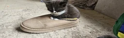 Mixed Breed cats for sale: Queen's 3 little biscuits  - Advert 28