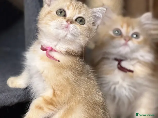 British Shorthair cats for sale: British shorthair/longhair golden kittens TICa - Advert 3