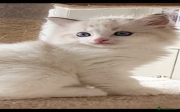 Ragdoll cats for sale: INDOOR TWO MALE GCCF REGISTERED RAGDOLL KITTENS - Image 36