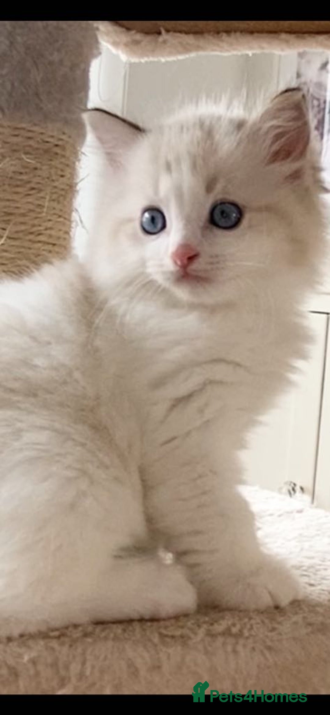 Ragdoll cats for sale: INDOOR TWO MALE GCCF REGISTERED RAGDOLL KITTENS - Image 36