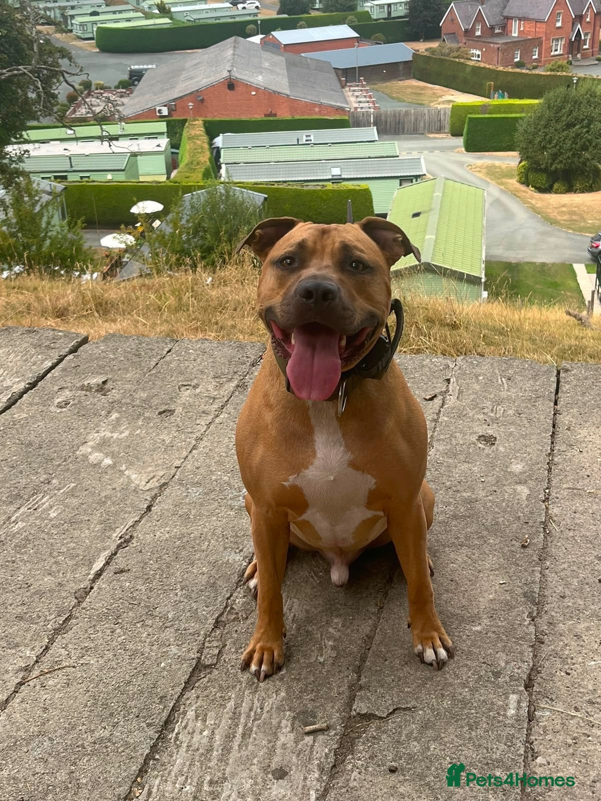 Staffordshire Bull Terrier dogs Rocky  - Advert 4