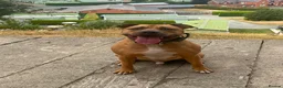 Staffordshire Bull Terrier dogs for sale: Rocky  in West Bromwich - Advert 1