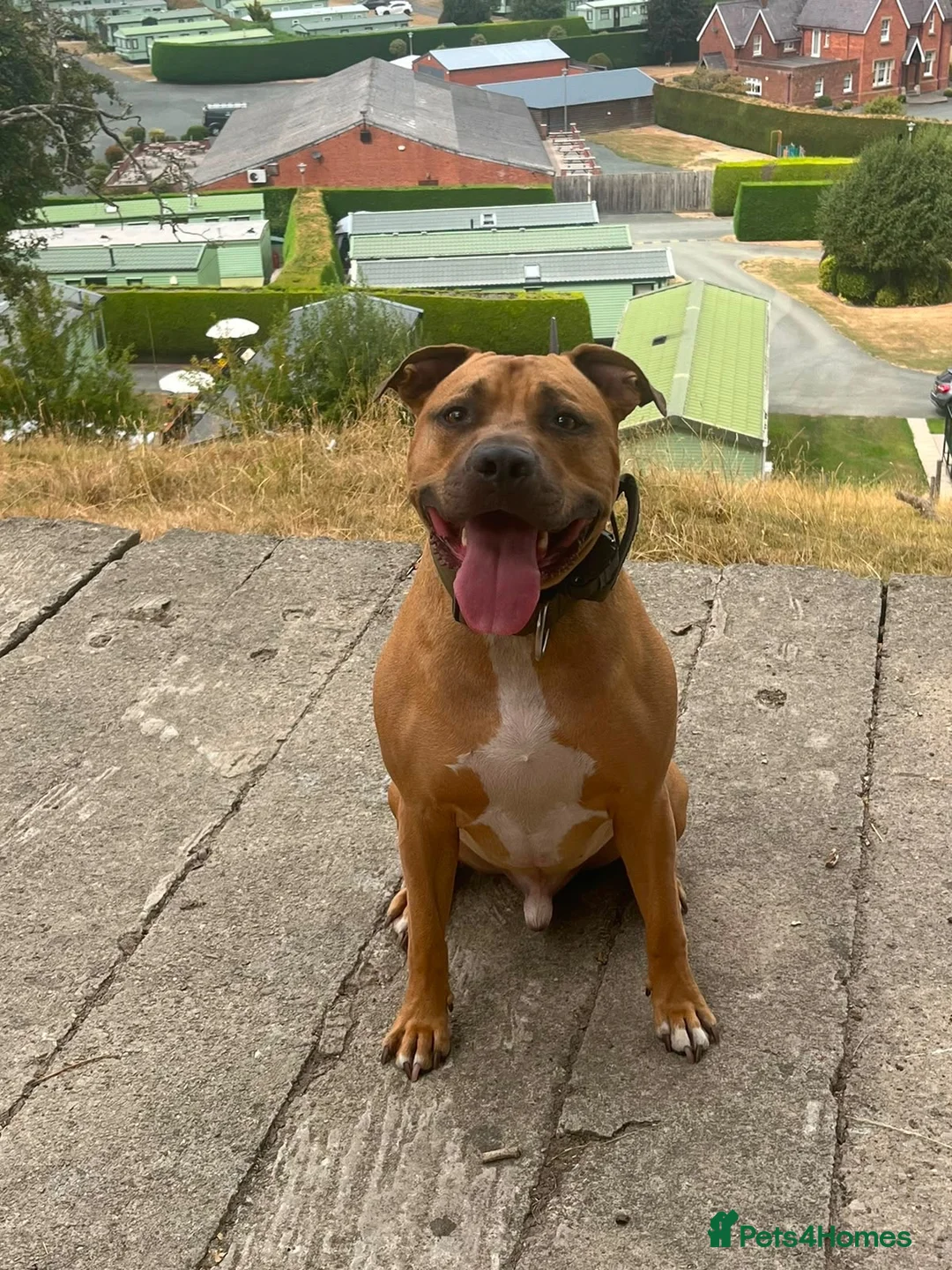 Staffordshire Bull Terrier dogs for sale: Rocky  in West Bromwich - Advert 1
