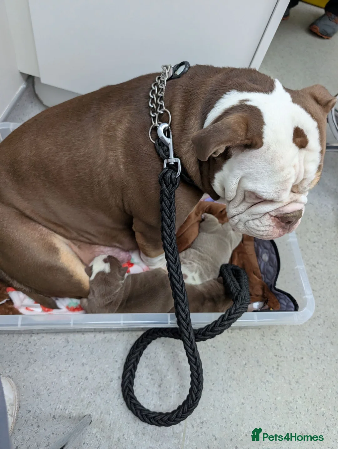 Mixed Breed dogs for sale: New English bulldog  in Perth - Advert 1