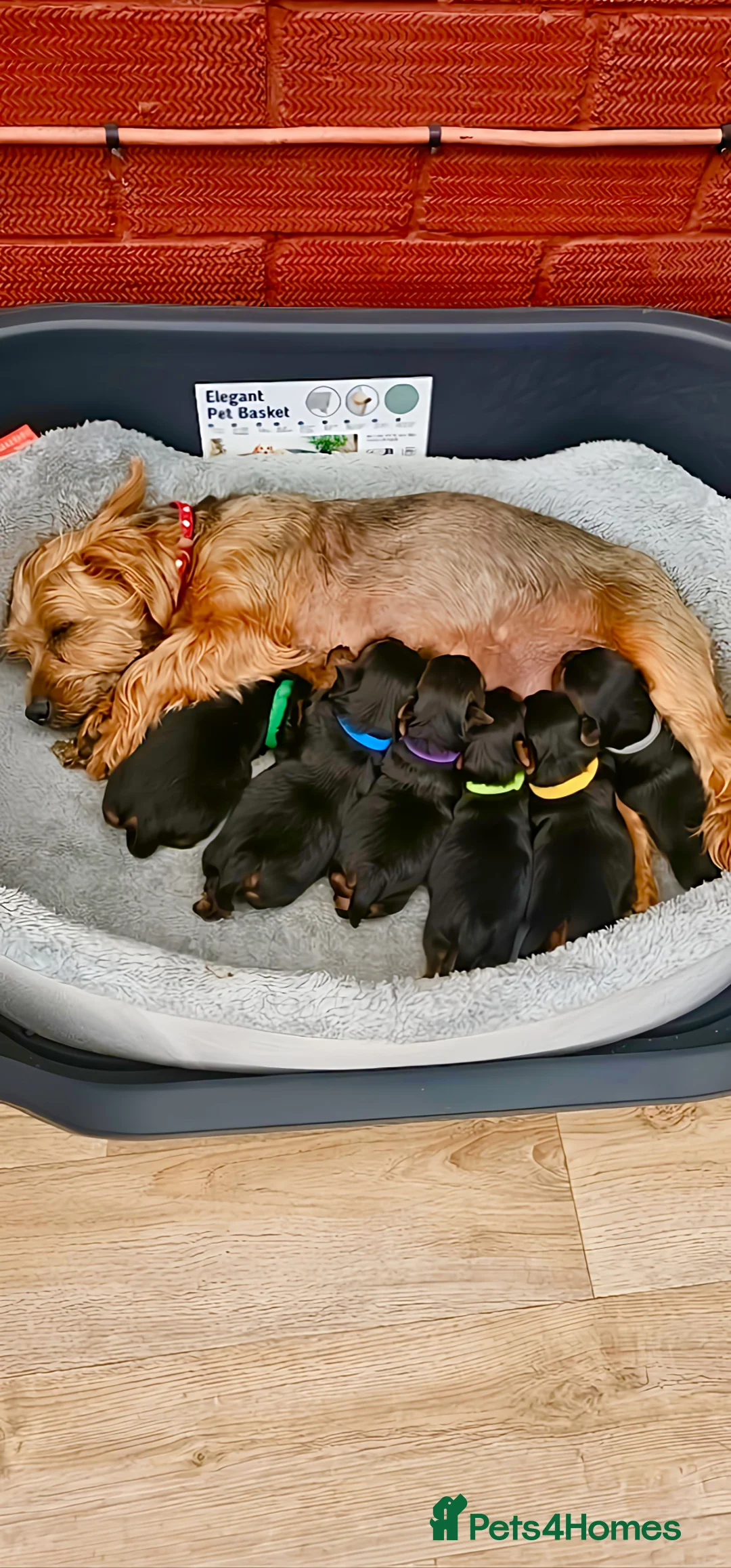 Yorkshire Terrier dogs for sale: Beautiful Yorkshire Terrier Puppies - Advert 13