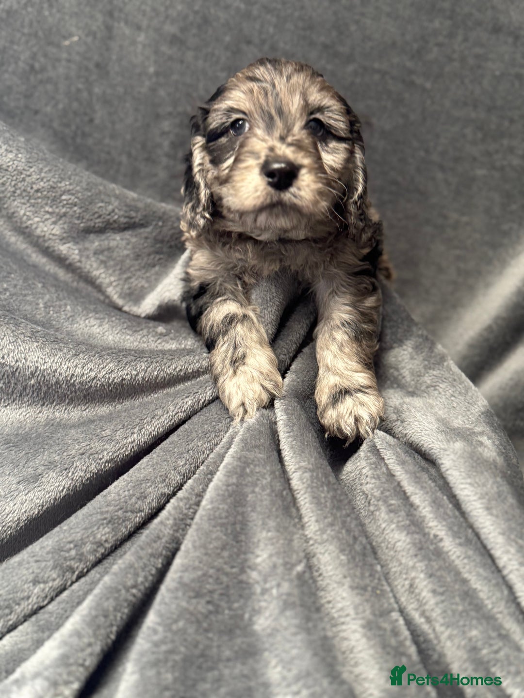 Cockapoo dogs for sale: STUNNING F1 Show Cockapoo Puppies  - Image 4