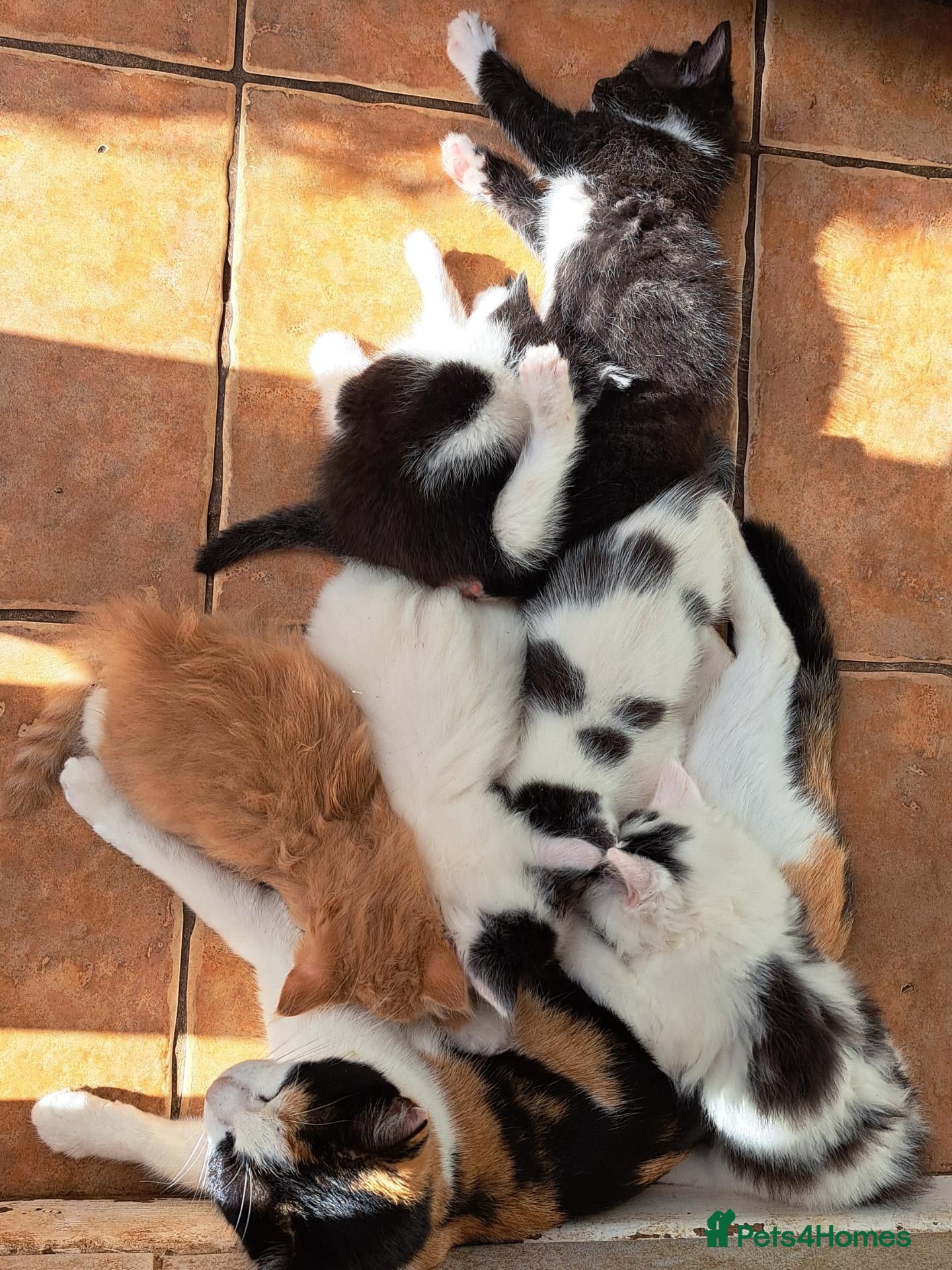 Mixed Breed cats 6 Adorable Fluffy Maine Coon X Calaco kittens  - Advert 2