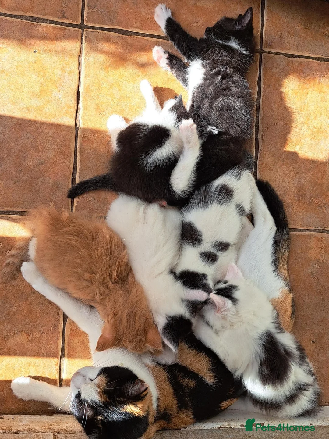 Mixed Breed cats for sale: 6 Adorable Fluffy Maine Coon X Calaco kittens  - Advert 1