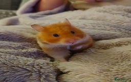 Hamster rodents for sale: Syrian hamster looking for loving new home. - Image 3