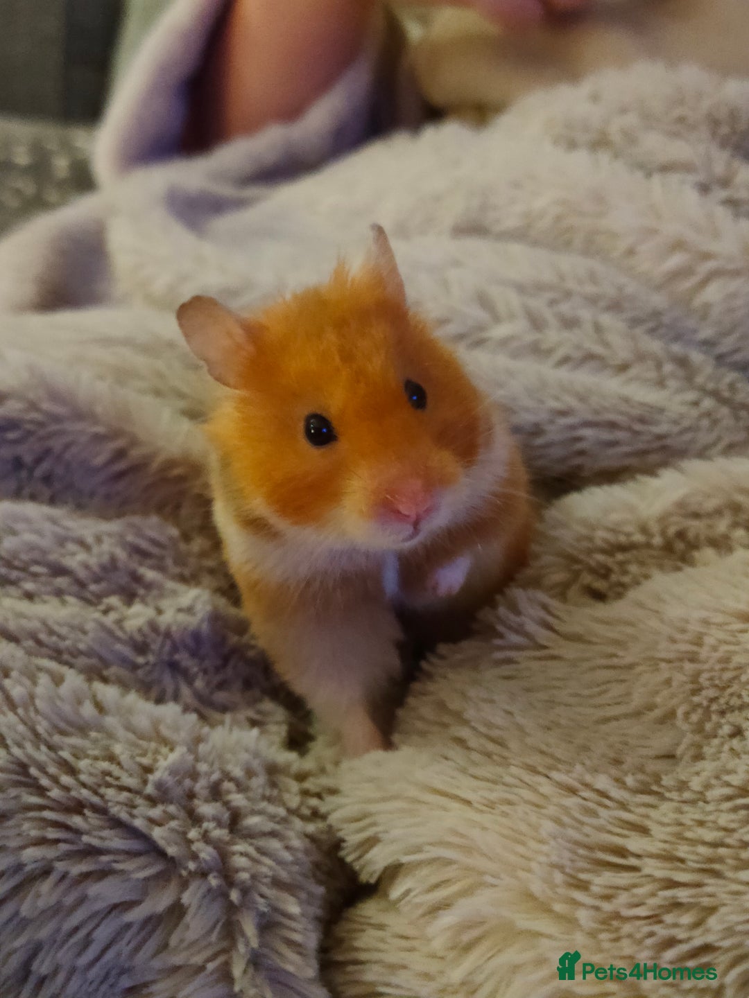 Hamster rodents for sale: Syrian hamster looking for loving new home. - Image 3