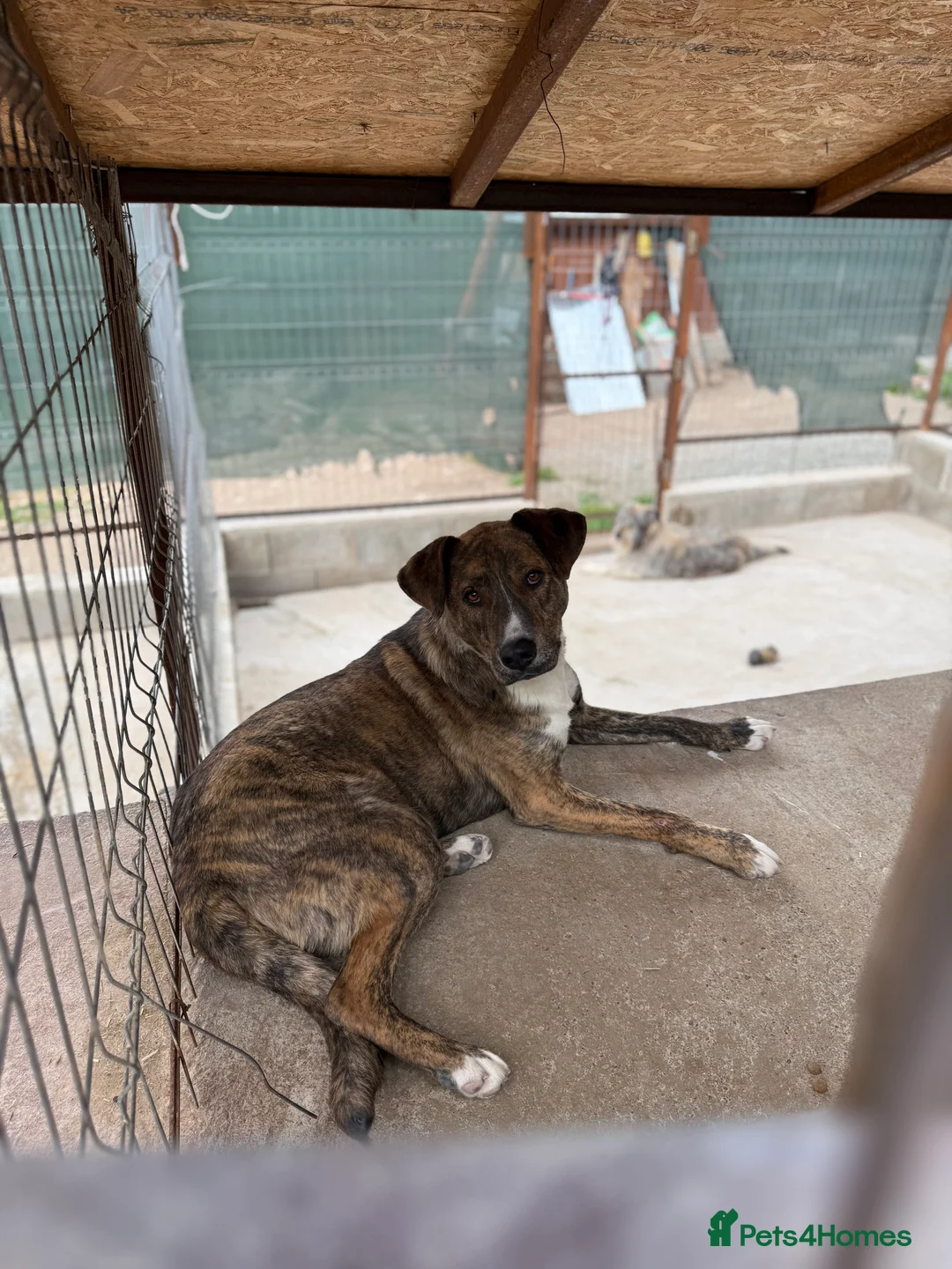 Mixed Breed dogs for adoption: Oak is looking for a family! in Brighton - Advert 8