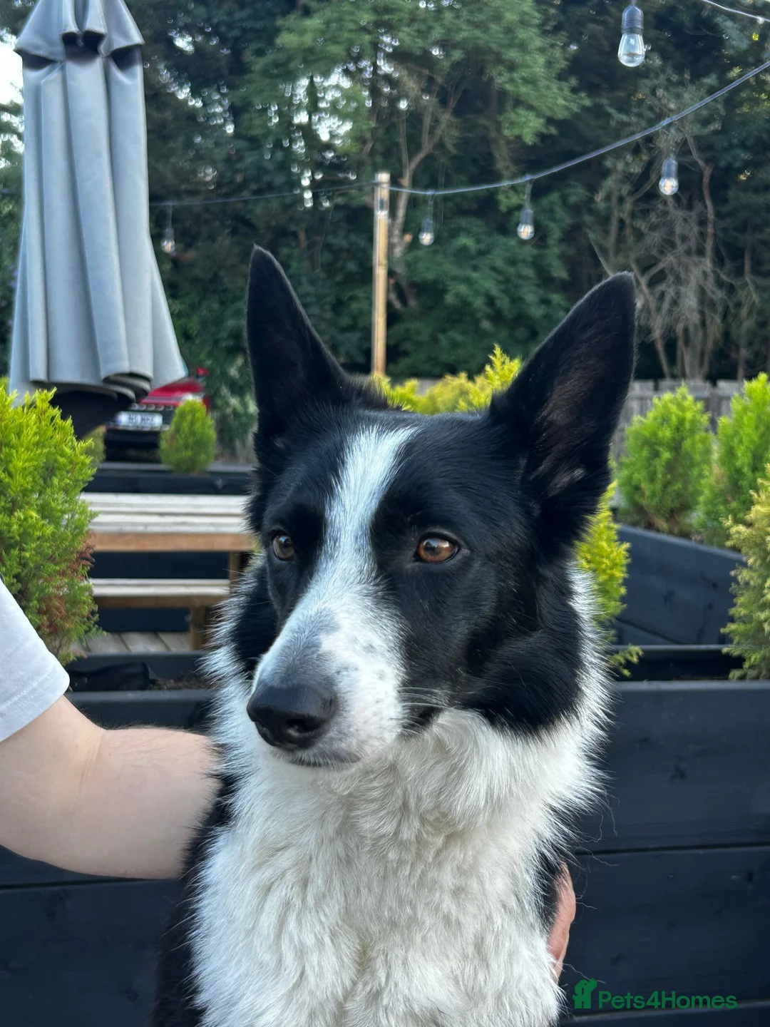 Border Collie dogs for sale:  A 2-Year Sweet & Smart Border Collie - Advert 1