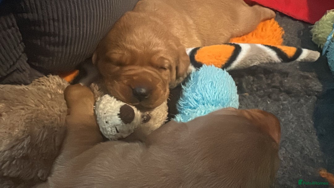 Labrador Retriever dogs for sale: Red Labrador puppies  - Image 3