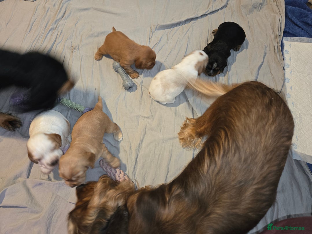 Mixed Breed dogs for sale: Beautiful Cockalier Puppies - Advert 5