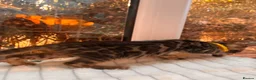 Bengal cats for sale: 💕 GORGEOUS PURE BENGAL KITTENS READY FOR HOMES!  - Advert 35