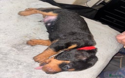Mixed Breed dogs for sale: Doxiepoo puppies  - Image 5