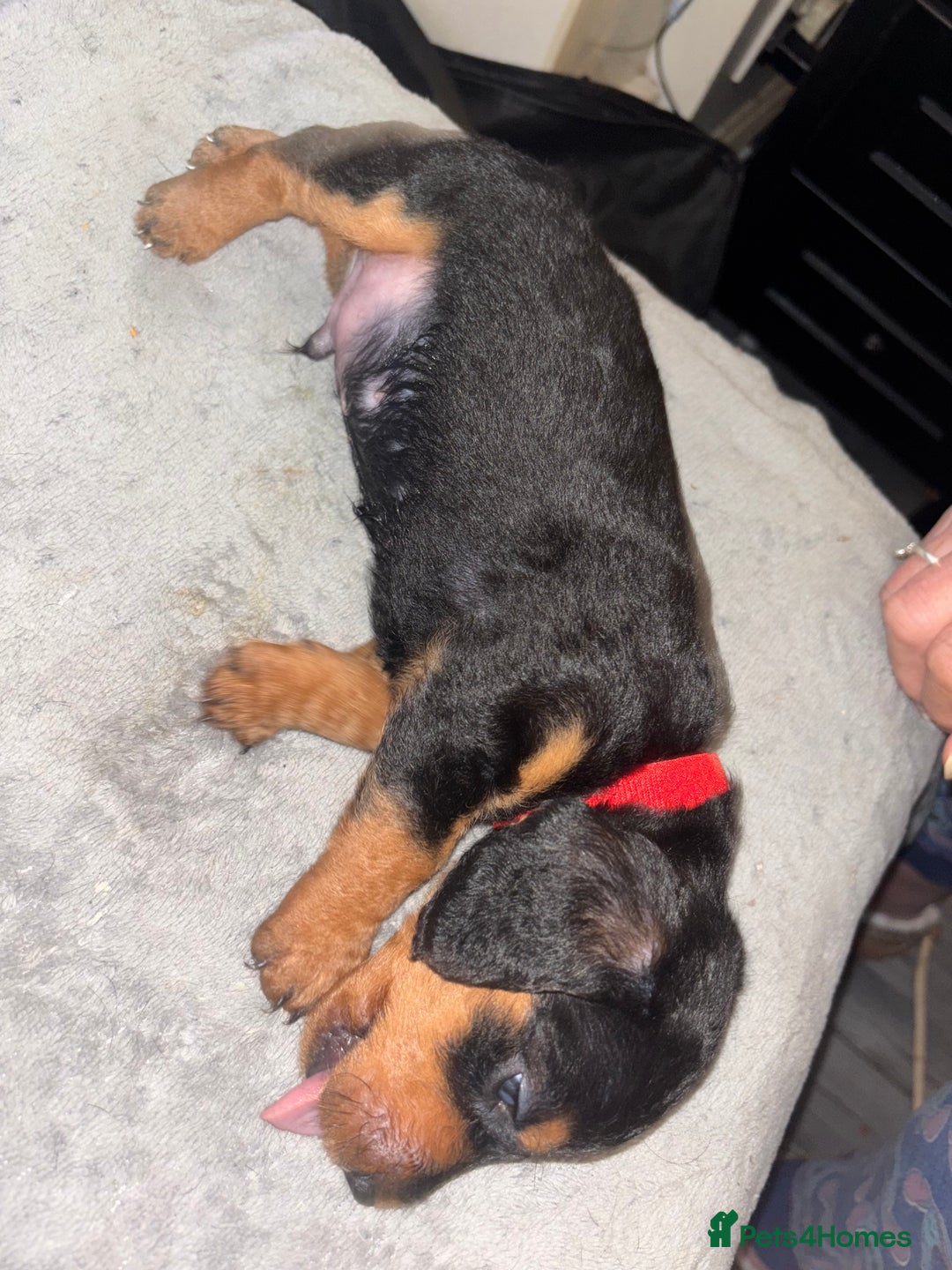 Mixed Breed dogs for sale: Doxiepoo puppies  - Image 5