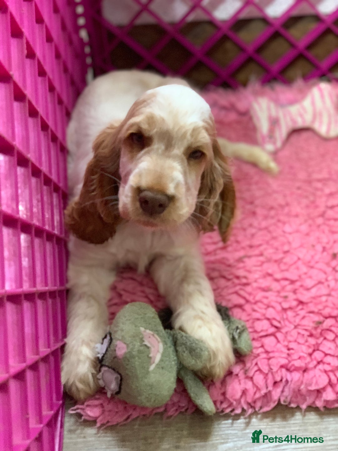 Cocker Spaniel dogs for sale: 5* LICENSED READY KC SHOW H/TESTED PUPPIES  - Image 11