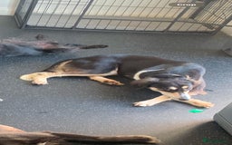 Mixed Breed dogs for sale: Saluki whippet greyhounds  - Image 20