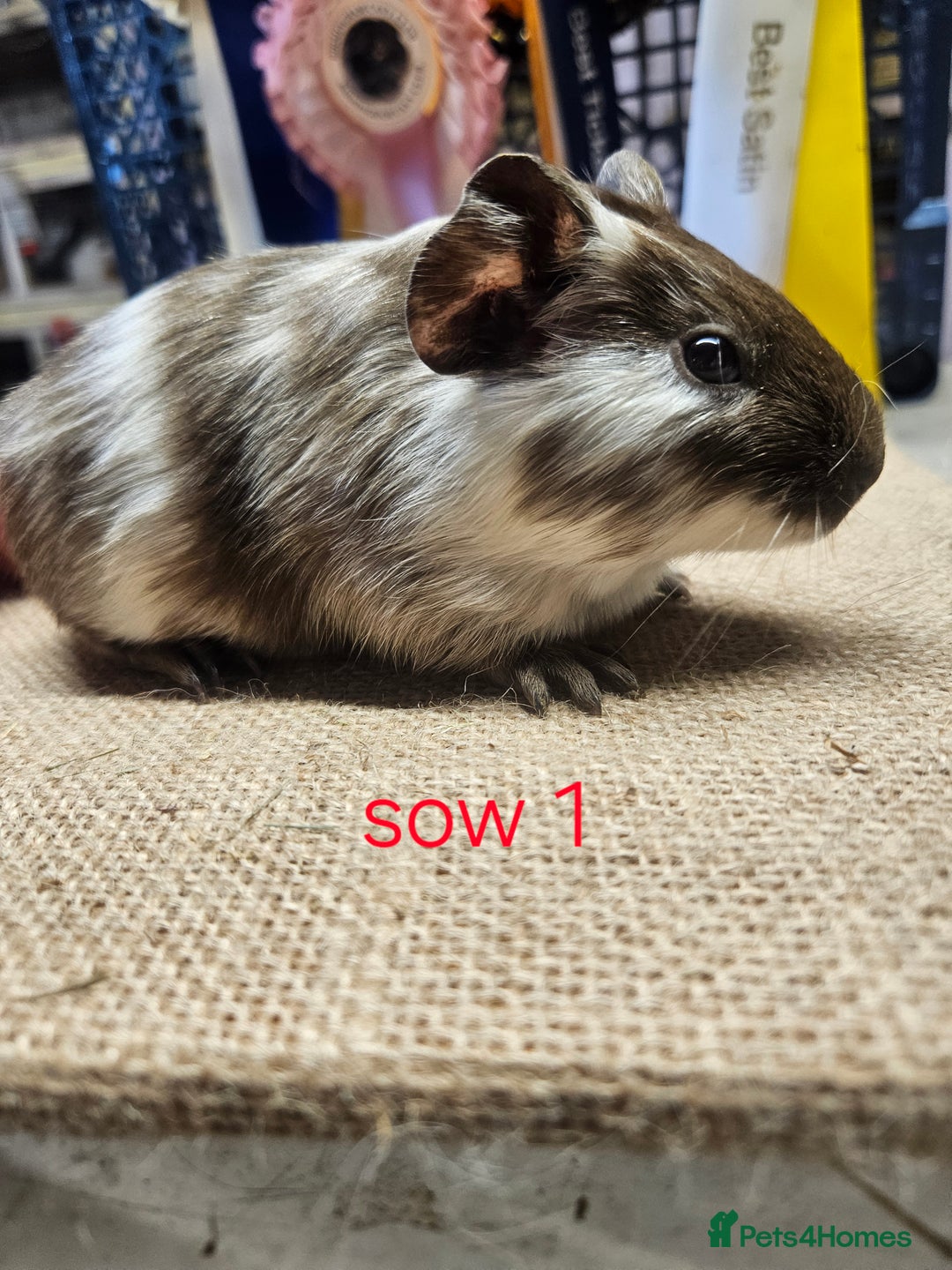 Guinea Pig rodents for sale: Beautiful rare swiss and smooth boys and girls - Image 4