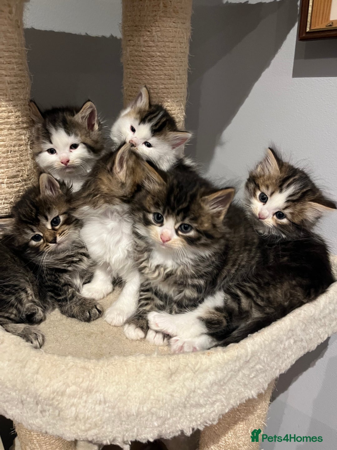 Siberian cats for sale: Stunning Siberian kittens 🐱  - Advert 17